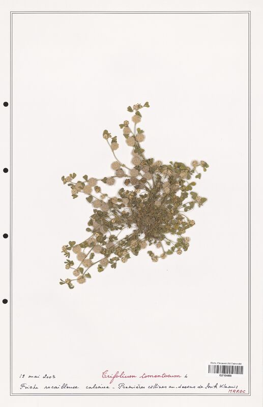 Trifolium tomentosum  (Fabaceae)