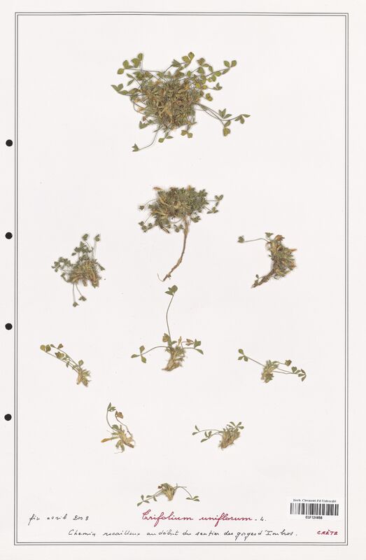 Trifolium uniflorum  (Fabaceae)