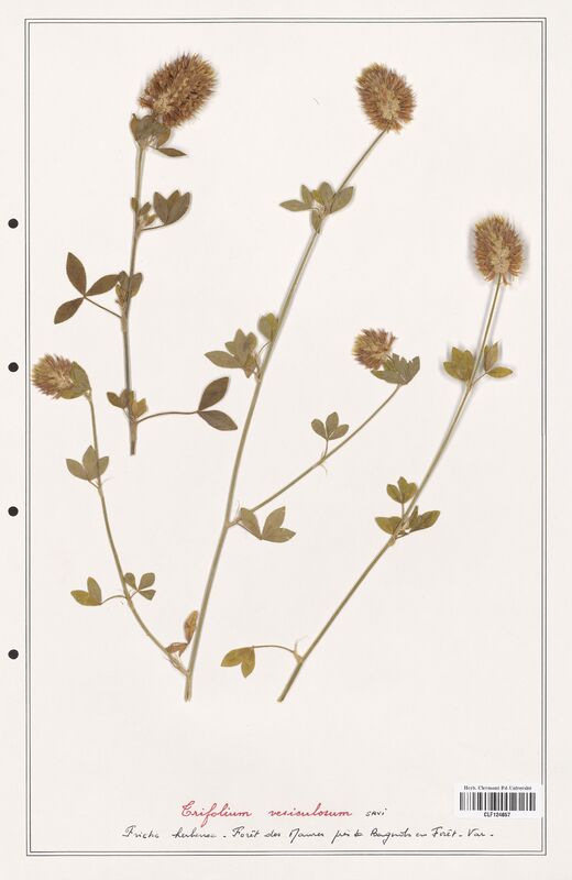 Trifolium vesiculosum  (Fabaceae)