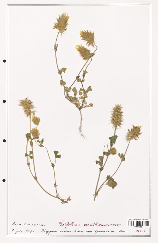 Trifolium xanthinum  (Fabaceae)