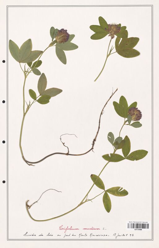 Trifolium medium  (Fabaceae)