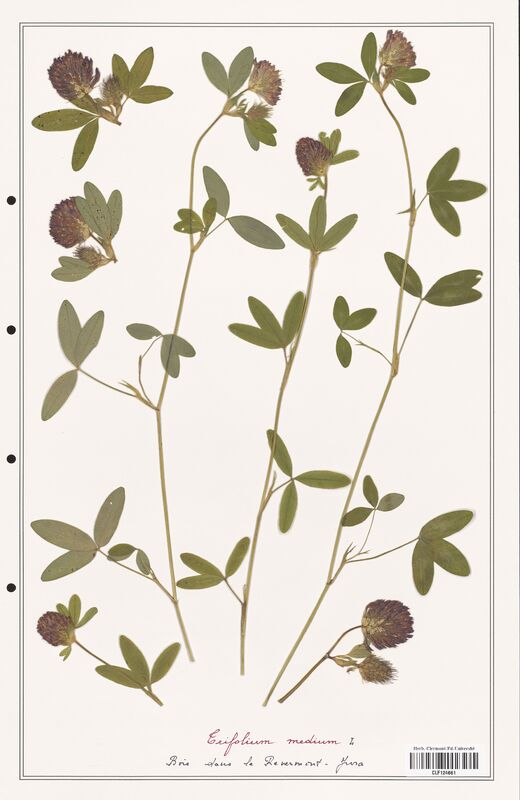 Trifolium medium  (Fabaceae)