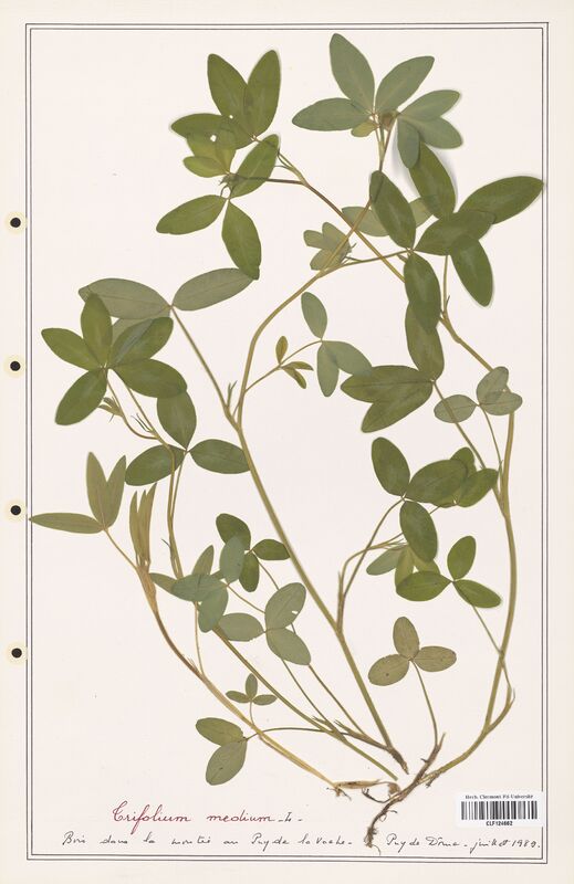 Trifolium medium  (Fabaceae)