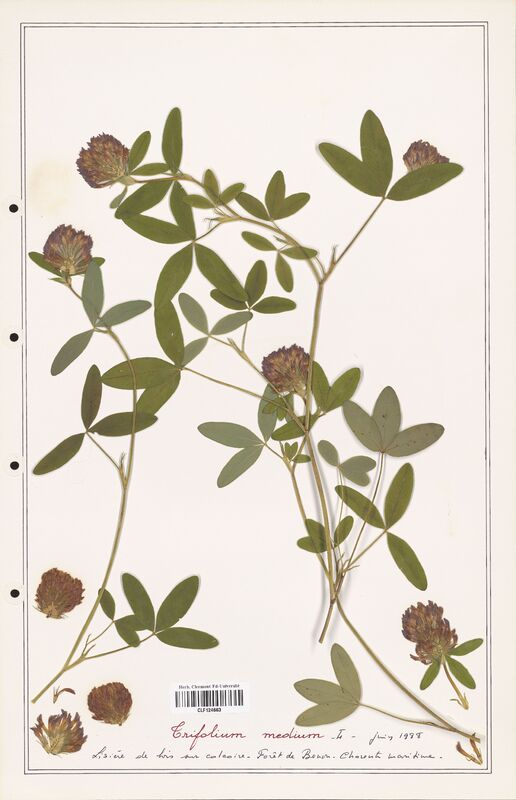 Trifolium medium  (Fabaceae)