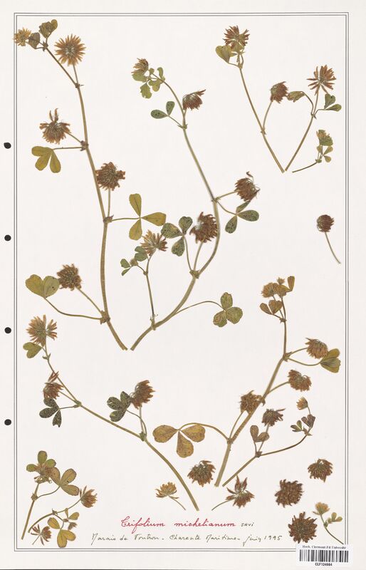Trifolium michelianum  (Fabaceae)