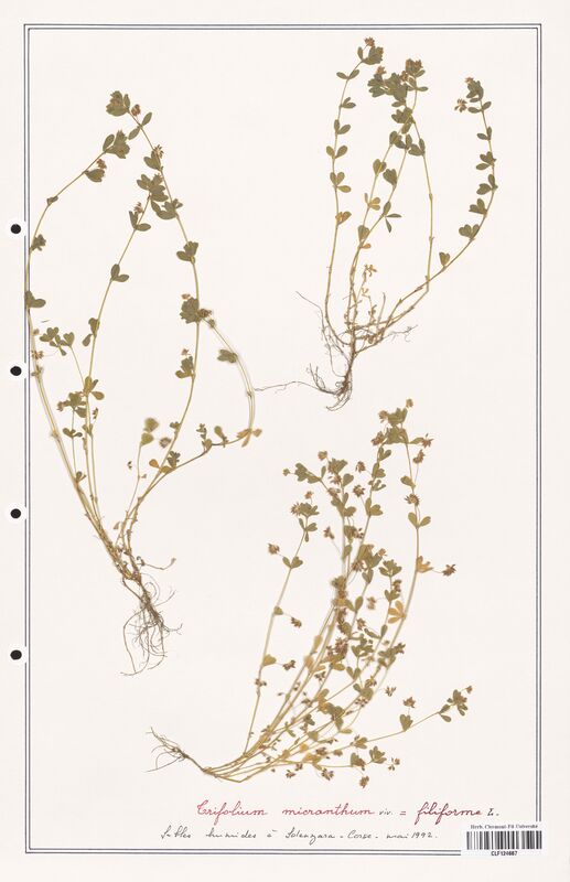 Trifolium micranthum  (Fabaceae)