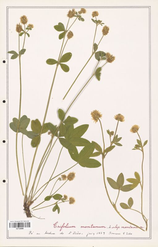 Trifolium montanum  (Fabaceae)