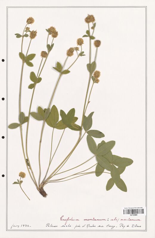 Trifolium montanum  (Fabaceae)