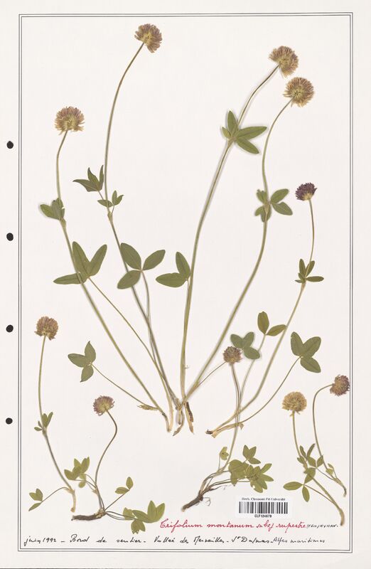 Trifolium montanum  (Fabaceae)