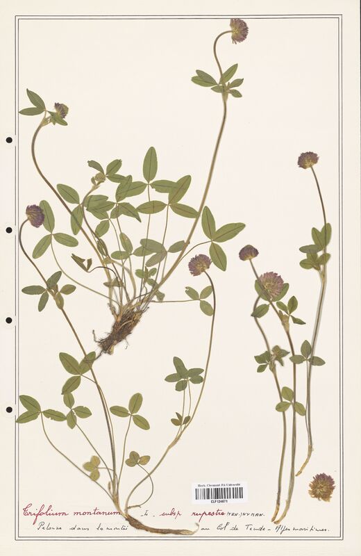 Trifolium montanum  (Fabaceae)