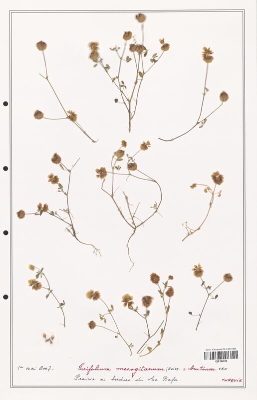 Trifolium mesogitanum  (Fabaceae)