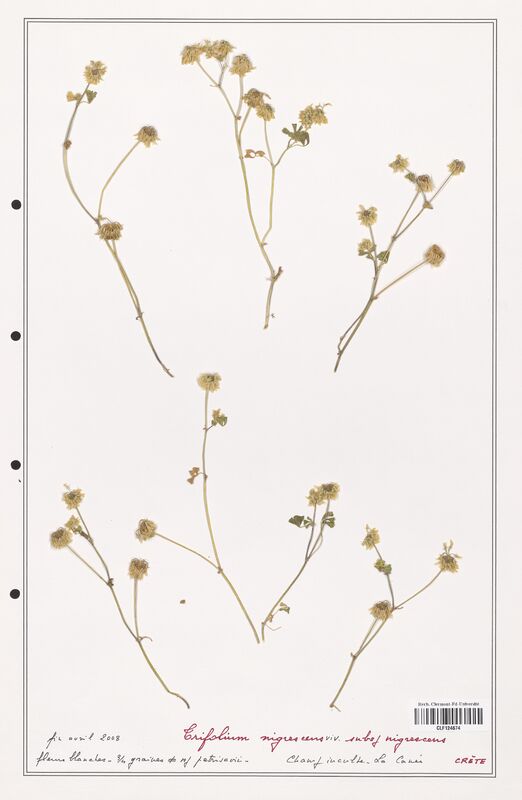 Trifolium nigrescens  (Fabaceae)