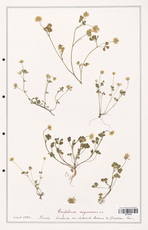 Trifolium nigrescens  (Fabaceae)