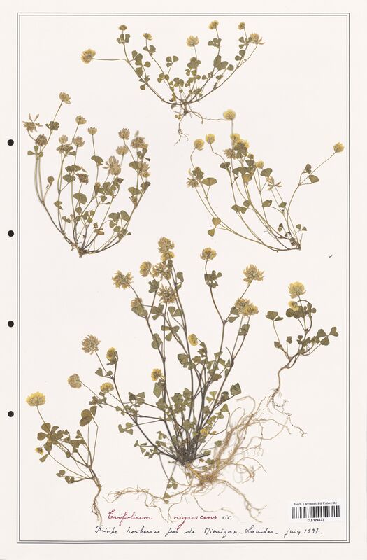 Trifolium nigrescens  (Fabaceae)