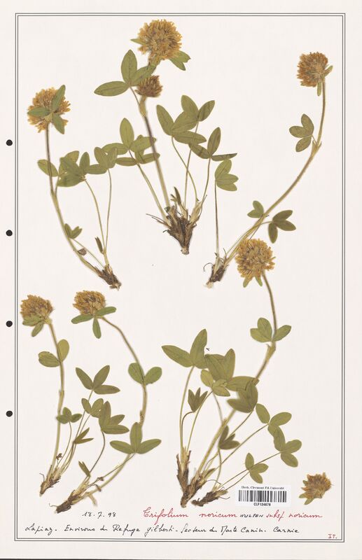 Trifolium noricum  (Fabaceae)