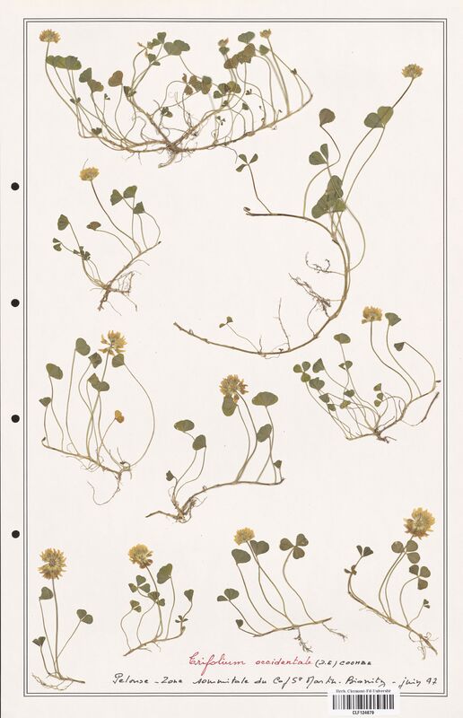 Trifolium occidentale  (Fabaceae)