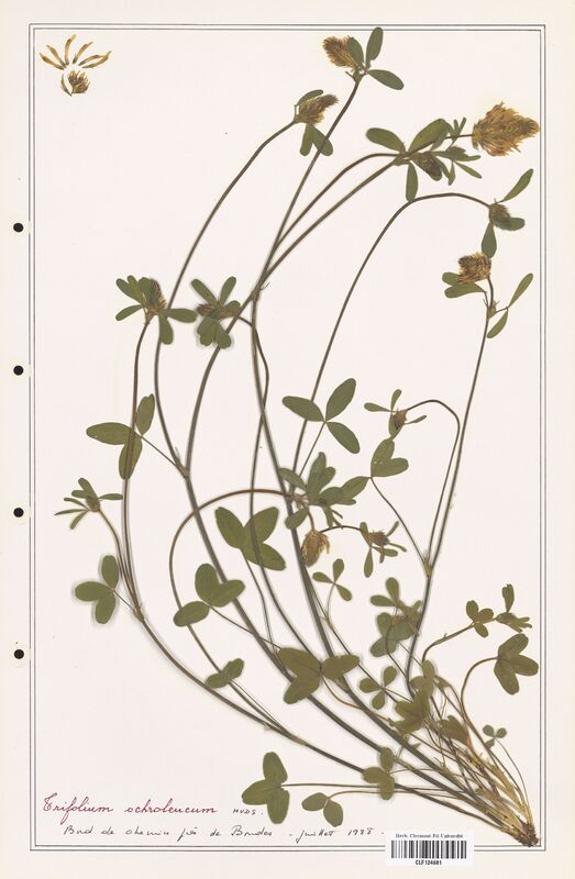 Trifolium ochroleucum  (Fabaceae)