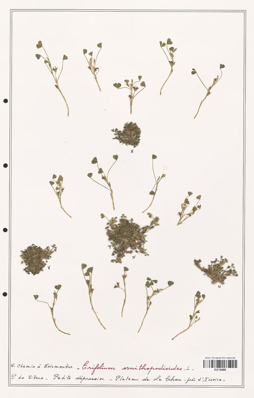 Trifolium ornithopodioides  (Fabaceae)