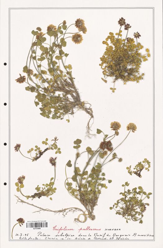 Trifolium pallescens  (Fabaceae)