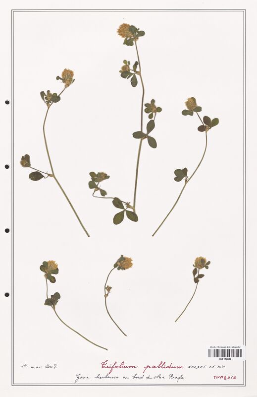 Trifolium pallidum  (Fabaceae)