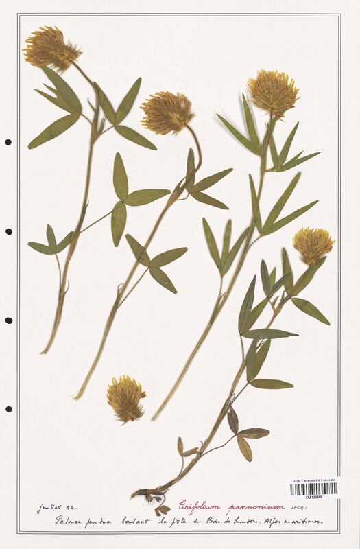 Trifolium pannonicum  (Fabaceae)