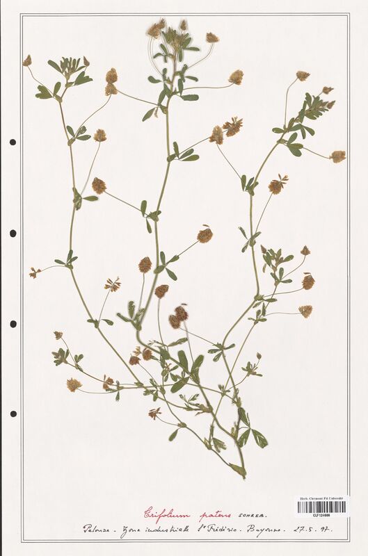 Trifolium patens  (Fabaceae)