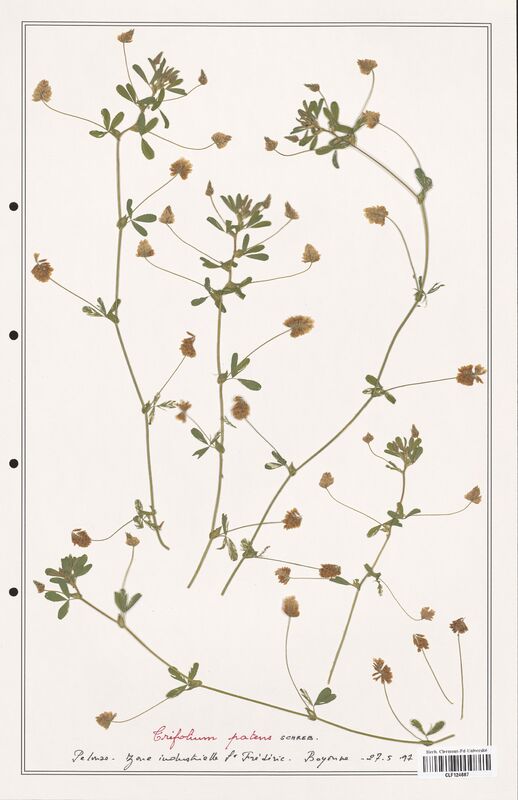 Trifolium patens  (Fabaceae)