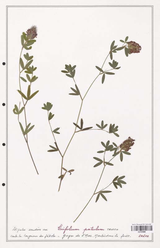 Trifolium patulum  (Fabaceae)
