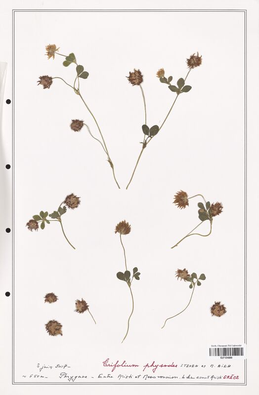 Trifolium physodes  (Fabaceae)