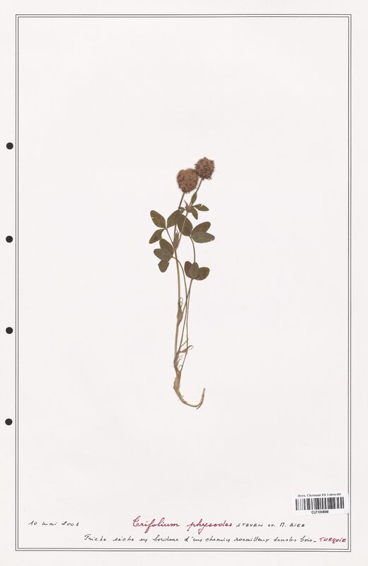 Trifolium physodes  (Fabaceae)