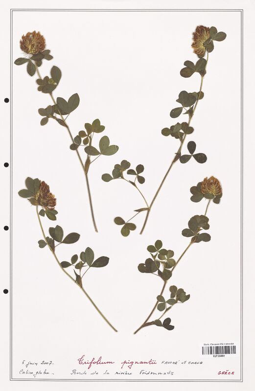 Trifolium pignantii  (Fabaceae)