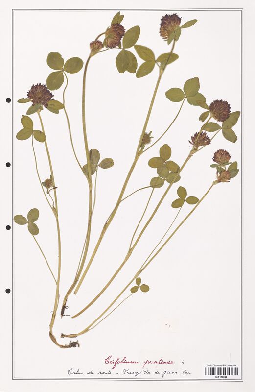 Trifolium pratense  (Fabaceae)