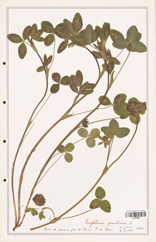 Trifolium pratense  (Fabaceae)