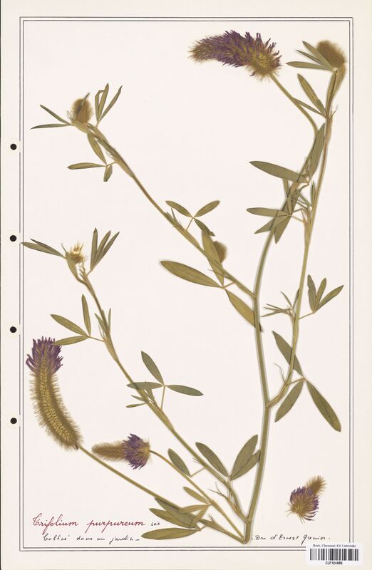 Trifolium purpureum  (Fabaceae)