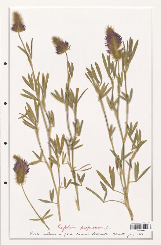 Trifolium purpureum  (Fabaceae)