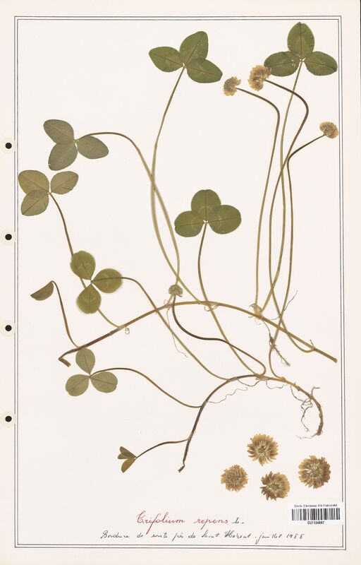 Trifolium repens  (Fabaceae)