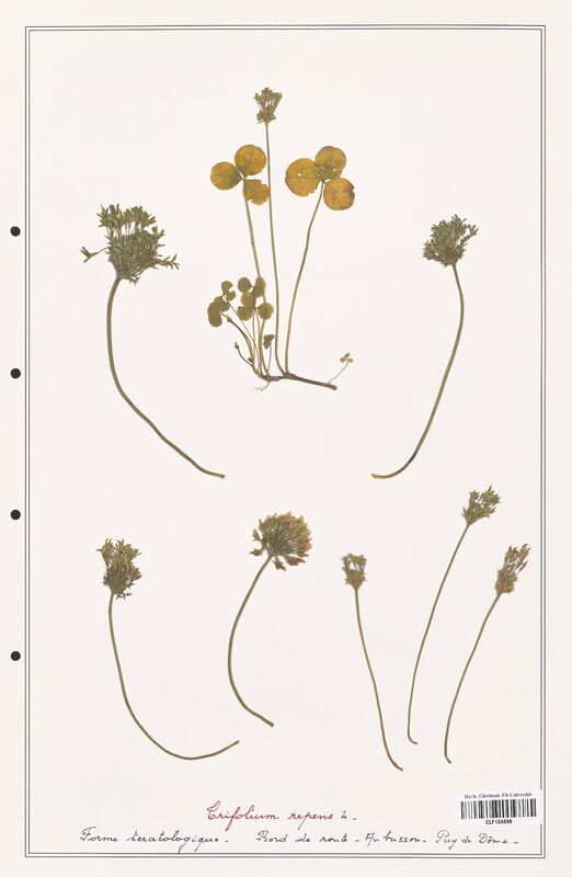Trifolium repens  (Fabaceae)