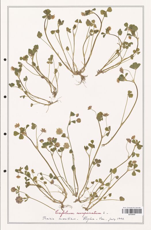 Trifolium resupinatum  (Fabaceae)
