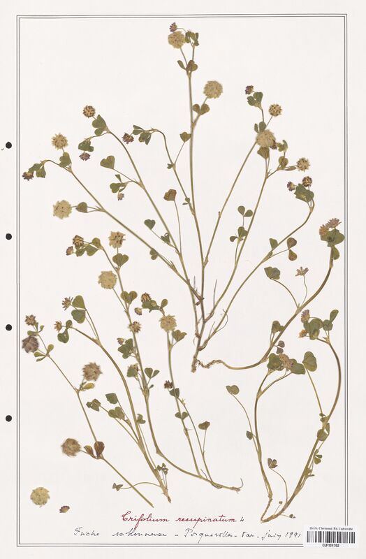Trifolium resupinatum  (Fabaceae)