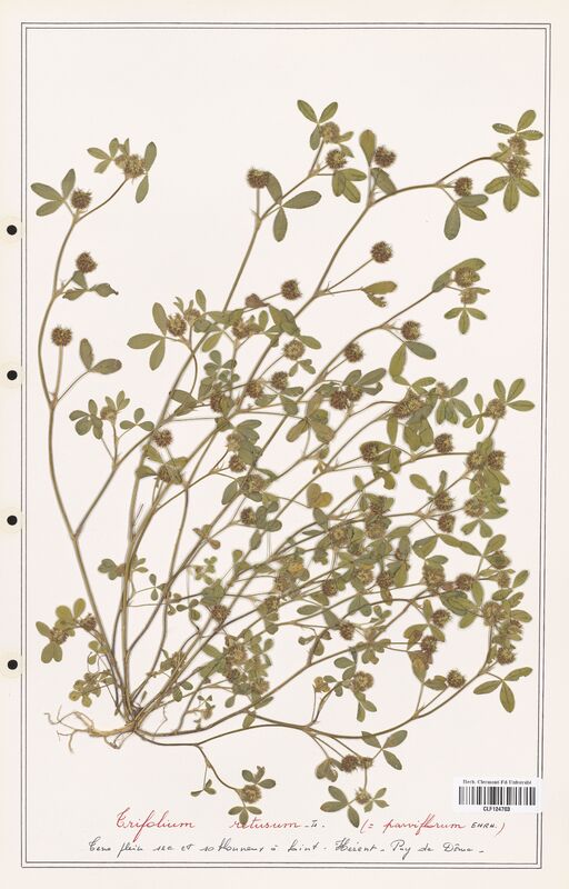 Trifolium retusum  (Fabaceae)