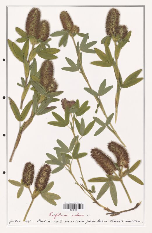Trifolium rubens  (Fabaceae)