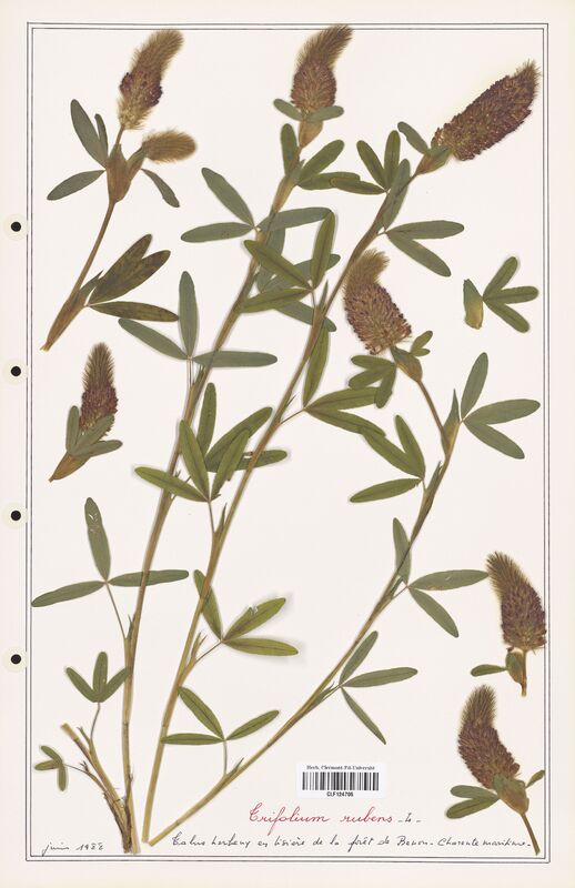 Trifolium rubens  (Fabaceae)