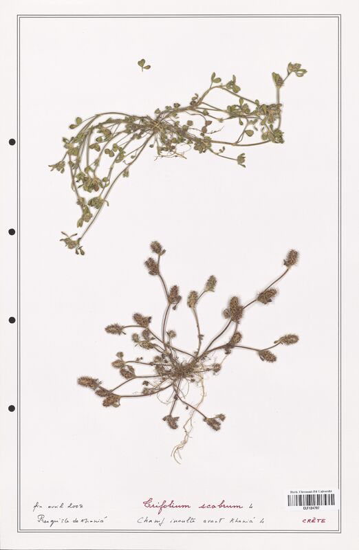 Trifolium scabrum  (Fabaceae)