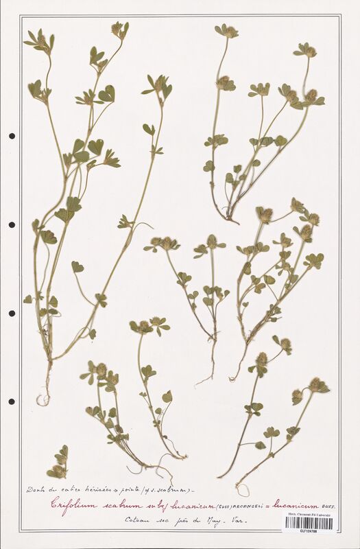 Trifolium scabrum  (Fabaceae)