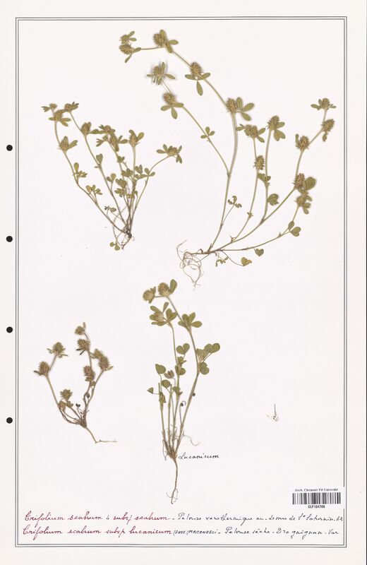 Trifolium scabrum  (Fabaceae)
