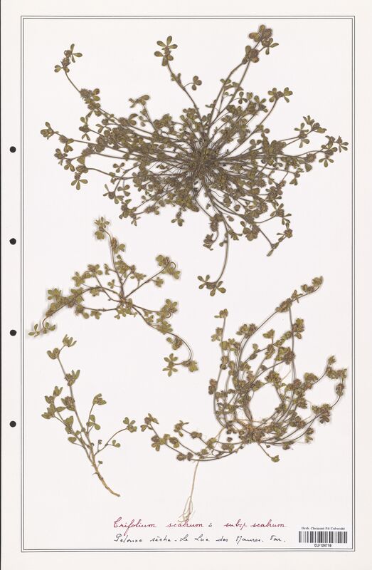 Trifolium scabrum  (Fabaceae)
