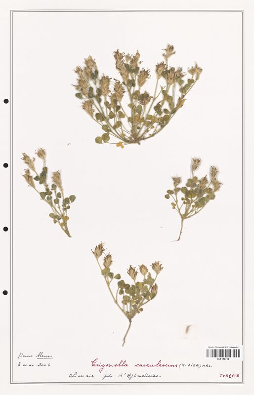 Trigonella caerulescens  (Fabaceae)