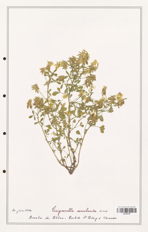 Trigonella esculenta  (Fabaceae)