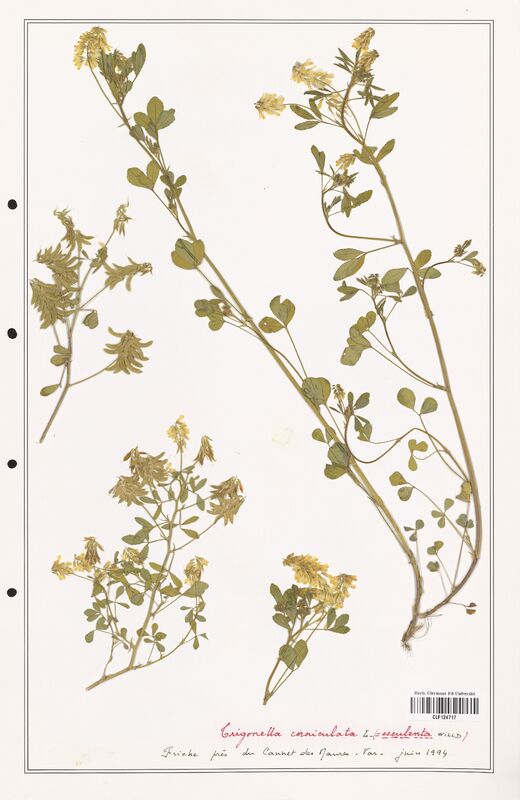 Trigonella corniculata  (Fabaceae)