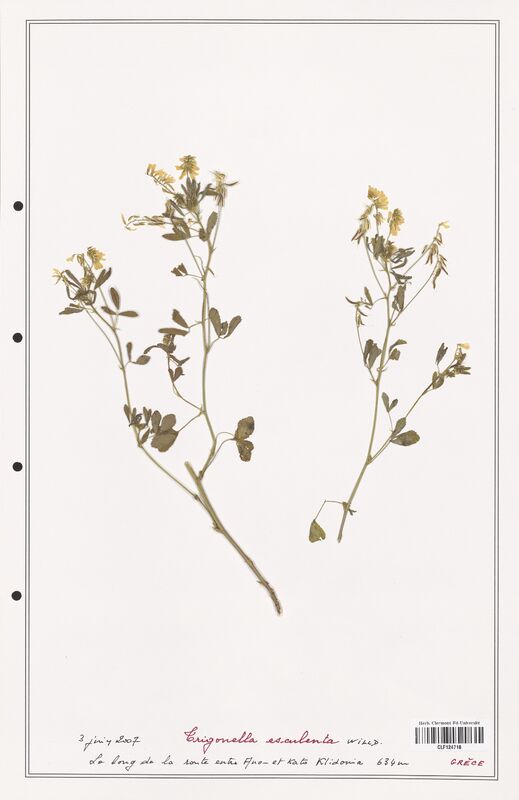 Trigonella esculenta  (Fabaceae)